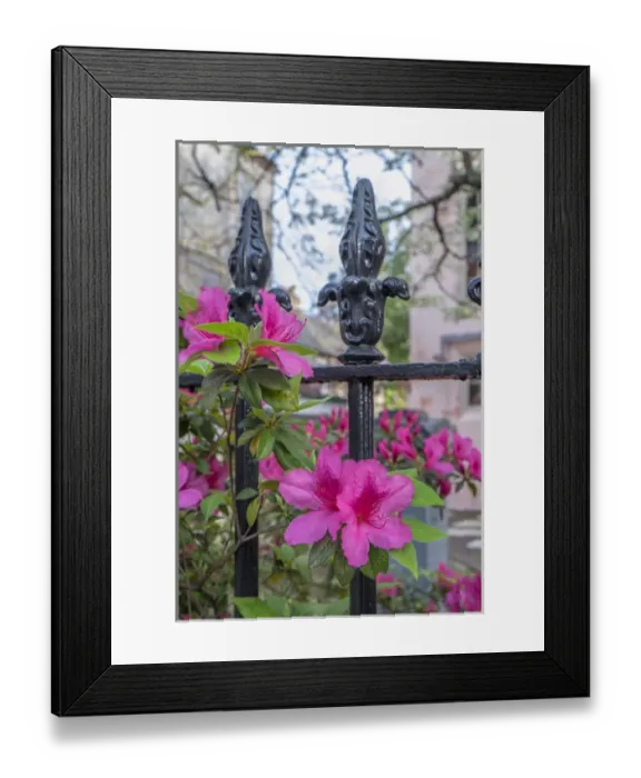Framed Print : pink Azalea, wrought iron fence, Charleston, South Carolina, USA Framed Print : pink Azalea, wrought iron fence, Charleston, South Carolina, USA