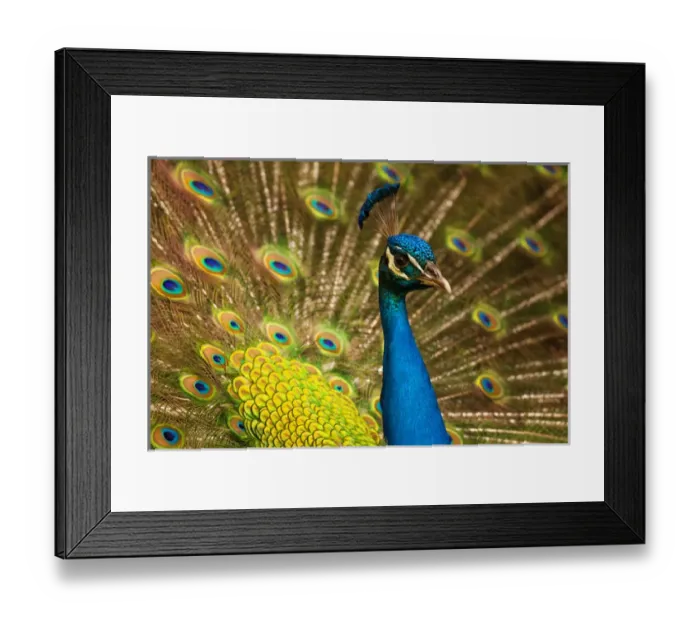 Framed Print : USA; North America; South Carolina; Charleston; Peacock feathers during breeding season Framed Print : USA; North America; South Carolina; Charleston; Peacock feathers during breeding season