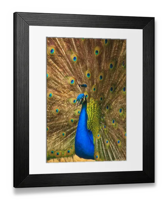 Framed Print : USA; North America; South Carolina; Charleston; Male peacock strutting in breeding