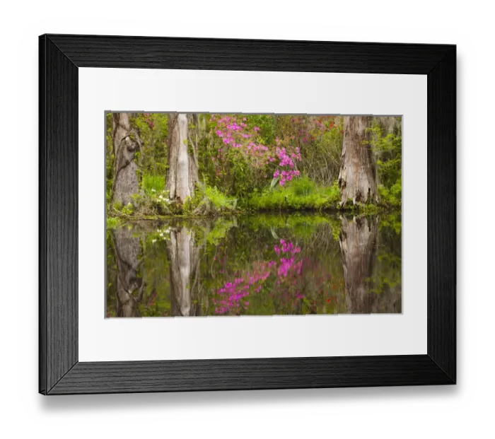 Framed Print : USA; North America; South Carolina Charleston; Azaleas bloomimg at Magnolia Gardens Framed Print : USA; North America; South Carolina Charleston; Azaleas bloomimg at Magnolia Gardens