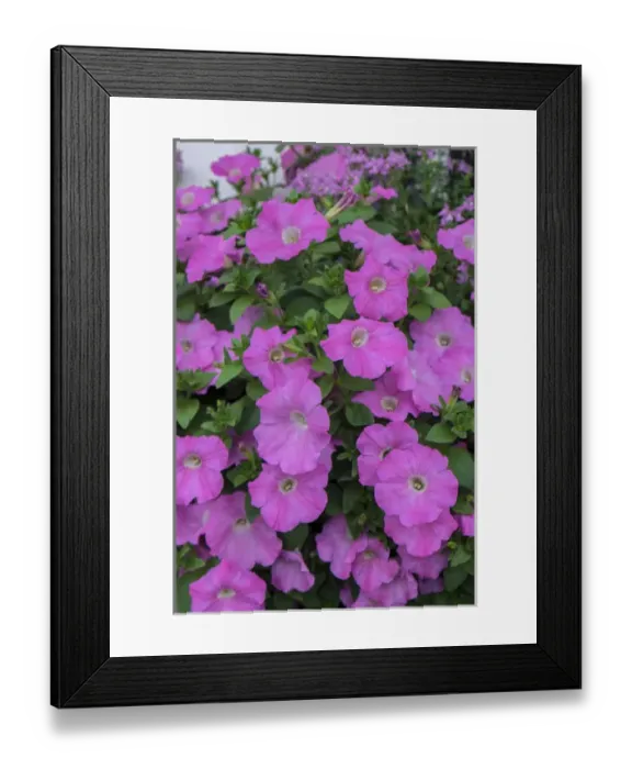 Framed Print : Pink petunias, Charleston, South Carolina, USA Framed Print : Pink petunias, Charleston, South Carolina, USA