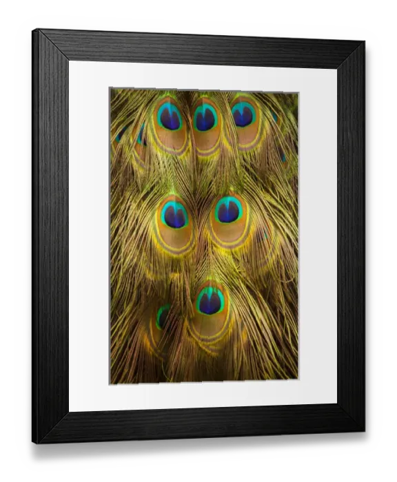 Framed Print : USA; North America; South Carolina; Charleston; Peacock feathers during breeding season Framed Print : USA; North America; South Carolina; Charleston; Peacock feathers during breeding season
