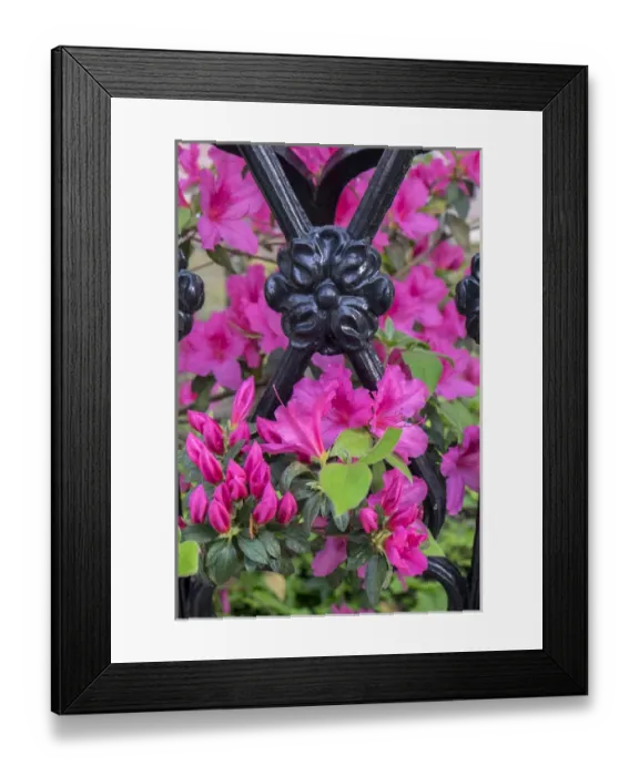 Framed Print : pink Azalea, wrought iron fence, Charleston, South Carolina, USA