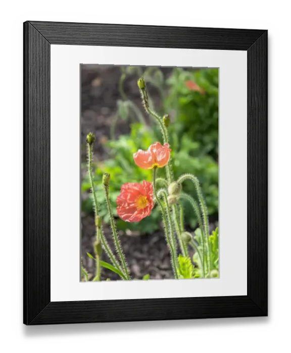 Framed Print : Red Poppy, garden, USA