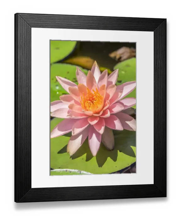 Framed Print : Close-up of pink flower on lily pad Framed Print : Close-up of pink flower on lily pad