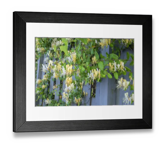 Framed Print : Honeysuckle, Murrells Inlet, South Carolina, USA Framed Print : Honeysuckle, Murrells Inlet, South Carolina, USA