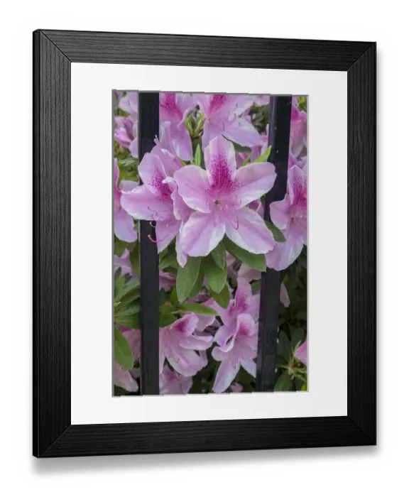 Framed Print : pink Azalea, wrought iron fence, Charleston, South Carolina, USA Framed Print : pink Azalea, wrought iron fence, Charleston, South Carolina, USA