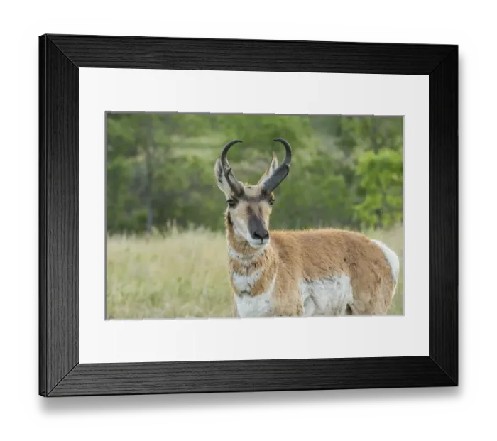 Framed Print : USA, South Dakota, Custer State Park. Pronghorn buck close-up Framed Print : USA, South Dakota, Custer State Park. Pronghorn buck close-up