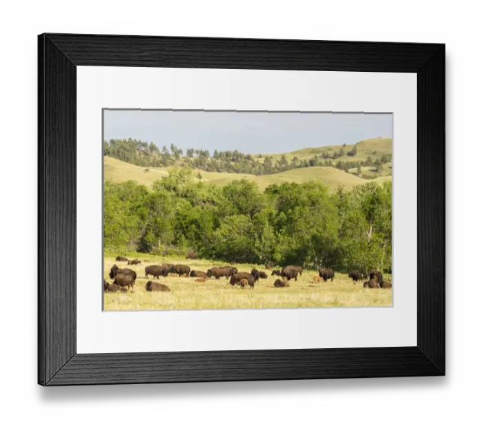 Framed Print : USA, South Dakota, Custer State Park. Bison herd in field Framed Print : USA, South Dakota, Custer State Park. Bison herd in field