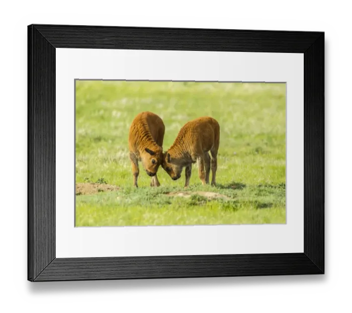 Framed Print : USA, South Dakota, Custer State Park. Bison calves playing Framed Print : USA, South Dakota, Custer State Park. Bison calves playing