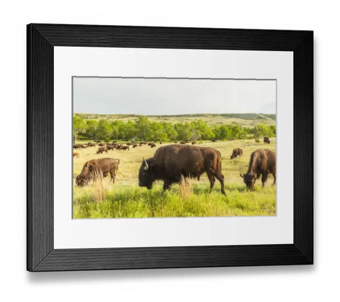 Framed Print : USA, South Dakota, Custer State Park. Bison herd in field