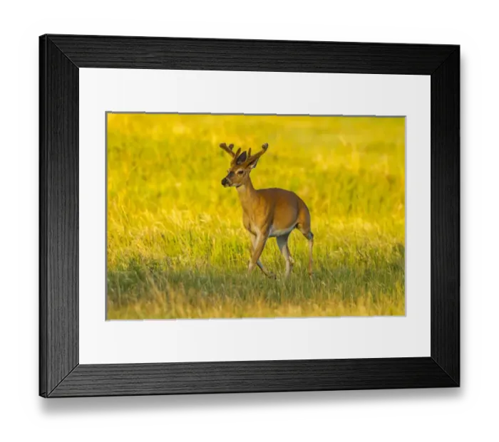 Framed Print : USA, South Dakota, Custer State Park. White-tailed deer buck with velvet antlers
