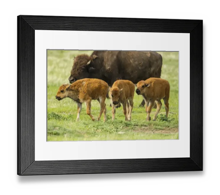 Framed Print : USA, South Dakota, Custer State Park. Bison calves and adult Framed Print : USA, South Dakota, Custer State Park. Bison calves and adult