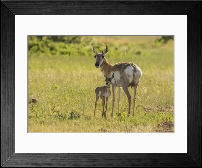 Framed Print : USA, South Dakota, Custer State Park. Pronghorn doe and fawn Framed Print : USA, South Dakota, Custer State Park. Pronghorn doe and fawn