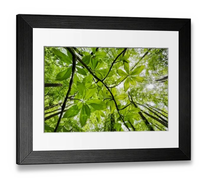 Framed Print : Low angle upward view beneath Umbrella Magnolia trees in spring, Great Smoky Mountains Framed Print : Low angle upward view beneath Umbrella Magnolia trees in spring, Great Smoky Mountains