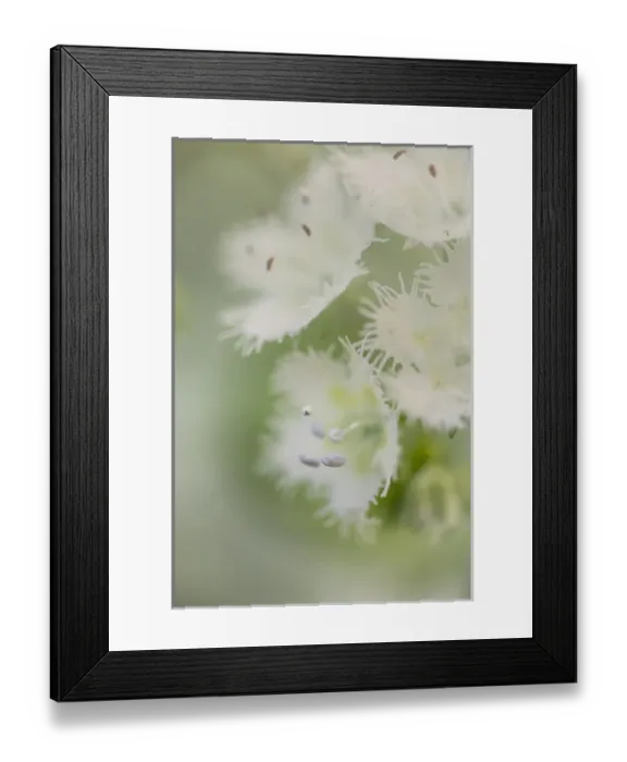 Framed Print : Close-up of Fringed Phacelia, Great Smoky Mountains National Park, Tennessee