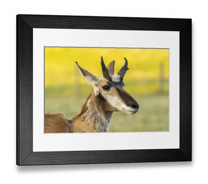 Framed Print : USA, South Dakota, Custer State Park. Pronghorn buck portrait