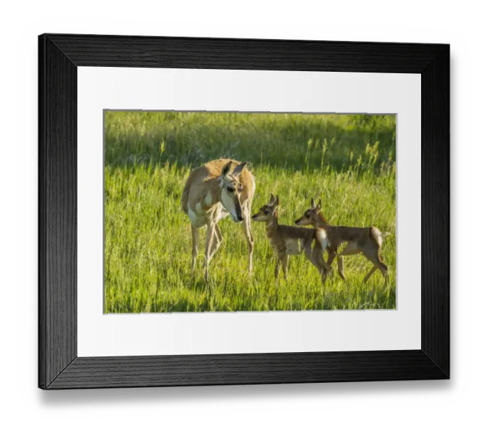 Framed Print : USA, South Dakota, Custer State Park. Pronghorn doe and fawns Framed Print : USA, South Dakota, Custer State Park. Pronghorn doe and fawns