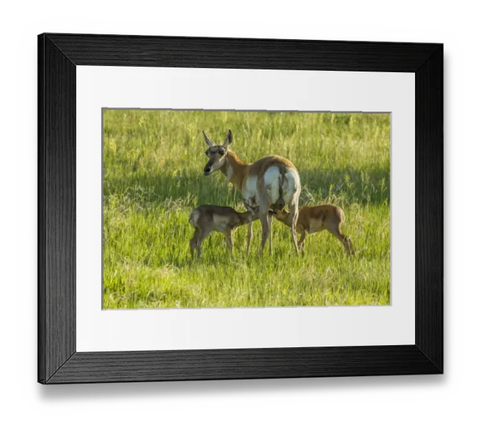 Framed Print : USA, South Dakota, Custer State Park. Pronghorn doe and nursing fawns. Credit as