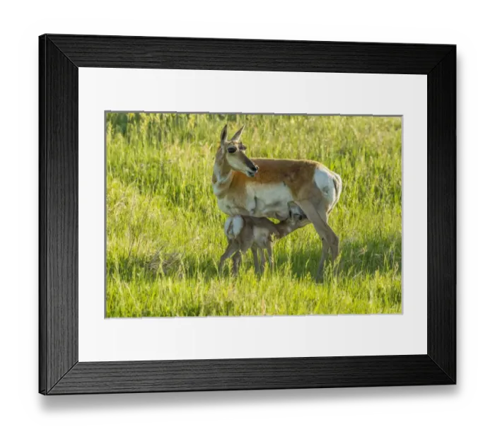 Framed Print : USA, South Dakota, Custer State Park. Pronghorn doe and nursing fawn Framed Print : USA, South Dakota, Custer State Park. Pronghorn doe and nursing fawn