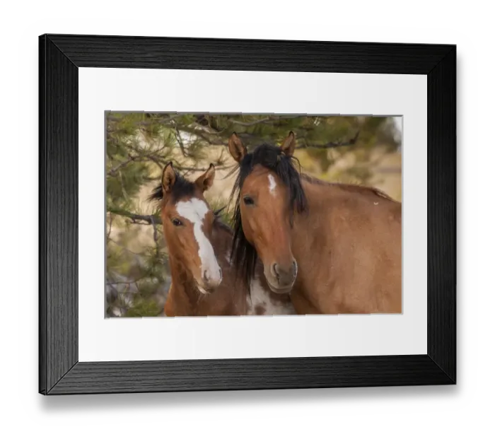 Framed Print : USA, South Dakota, Black Hills Wild Horse Sanctuary. Portrait of wild horse mare and colt Framed Print : USA, South Dakota, Black Hills Wild Horse Sanctuary. Portrait of wild horse mare and colt