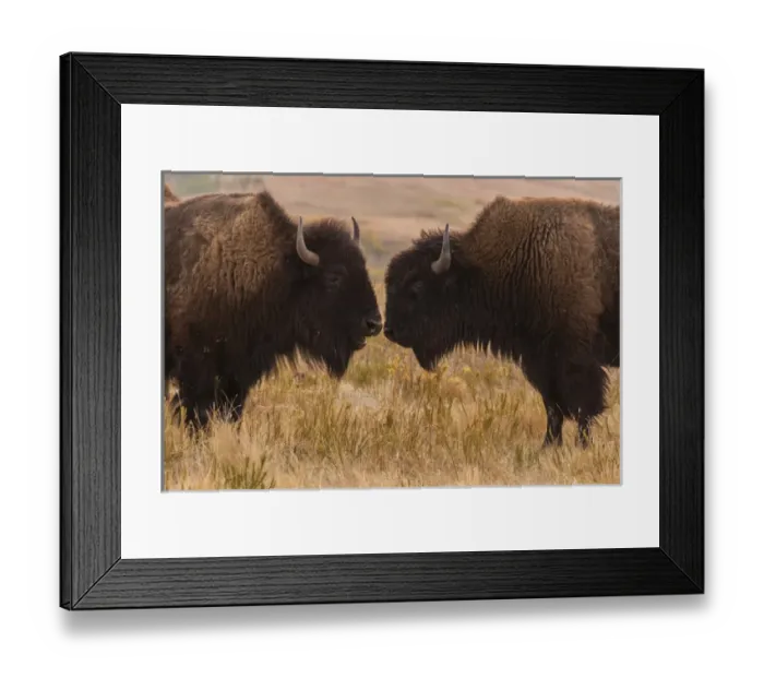 Framed Print : USA, South Dakota, Custer State Park. Two bison face-to-face