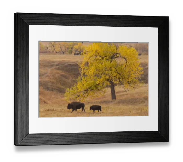Framed Print : USA, South Dakota, Custer State Park. Bison mother and calf