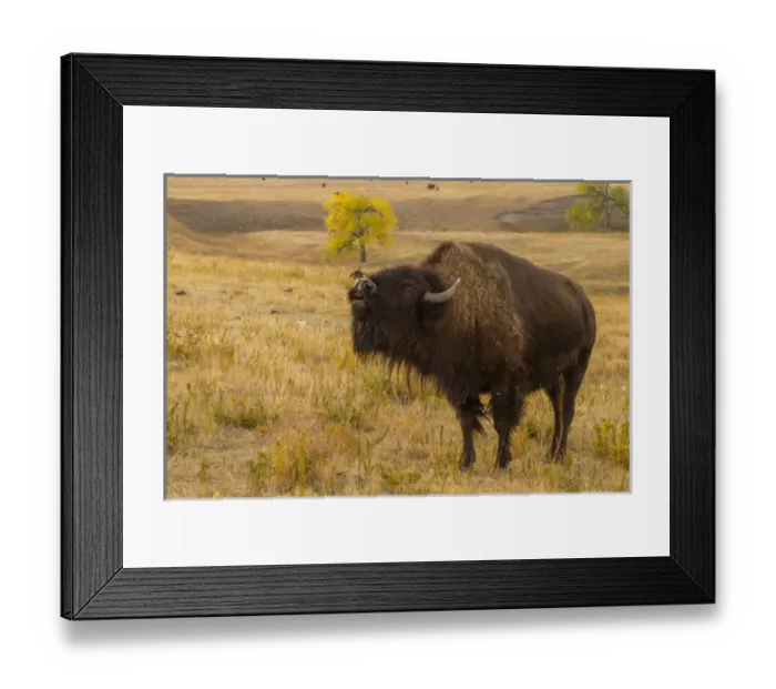 Framed Print : USA, South Dakota, Custer State Park. Close-up of bellowing bison Framed Print : USA, South Dakota, Custer State Park. Close-up of bellowing bison