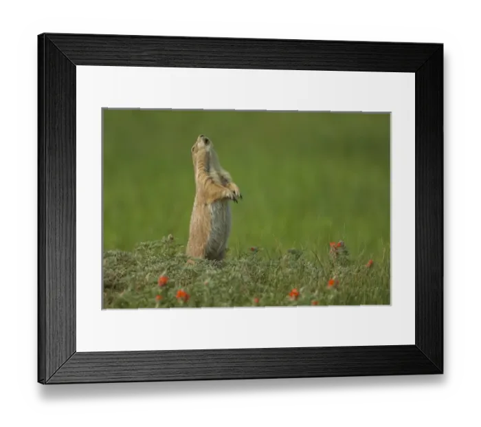 Framed Print : USA, South Dakota, Custer State Park. black-tailed prairie dog calling Credit as