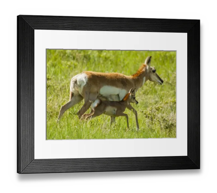 Framed Print : USA, South Dakota, Custer State Park. Pronghorn mother and fawn