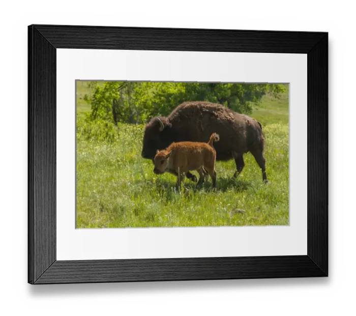 Framed Print : USA, South Dakota, Custer State Park. Bison mother and and calf Framed Print : USA, South Dakota, Custer State Park. Bison mother and and calf