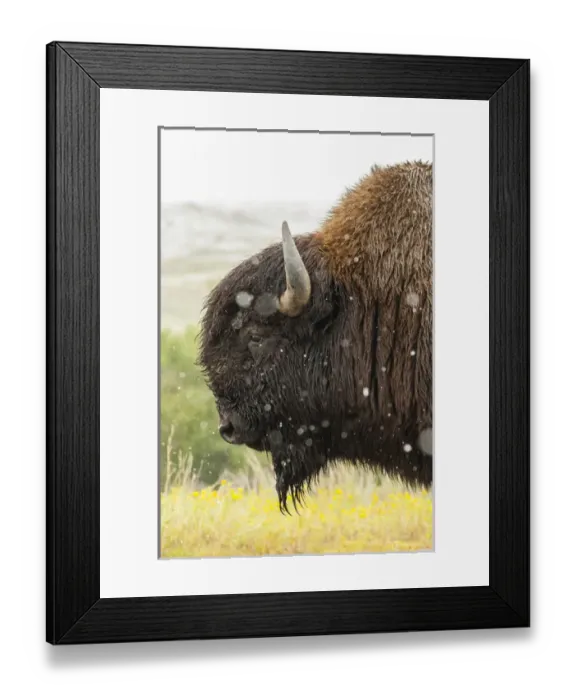 Framed Print : USA, South Dakota, Custer State Park. Profile of bison Framed Print : USA, South Dakota, Custer State Park. Profile of bison