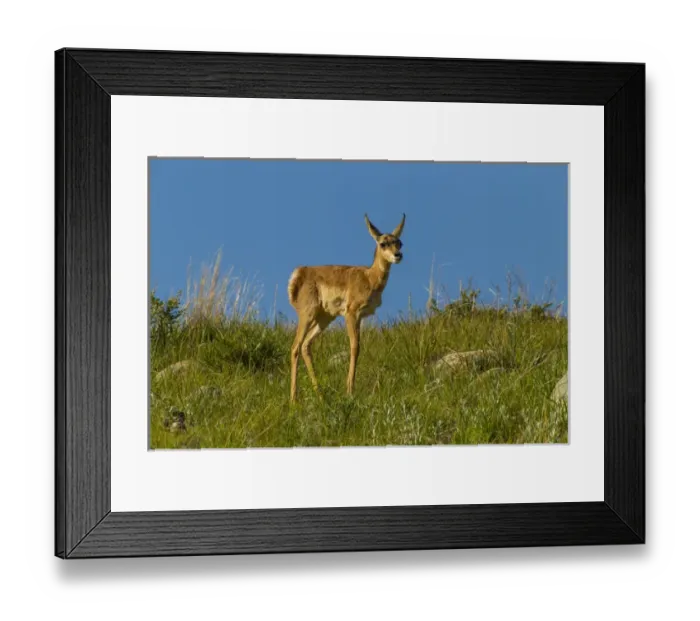 Framed Print : USA, South Dakota. Pronghorn fawn in Custer State Park Framed Print : USA, South Dakota. Pronghorn fawn in Custer State Park