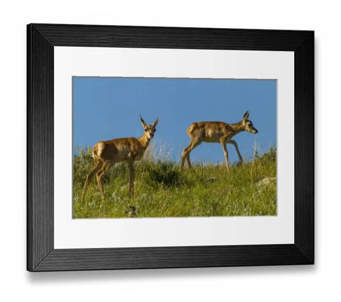 Framed Print : USA, South Dakota. Pronghorn fawns in Custer State Park