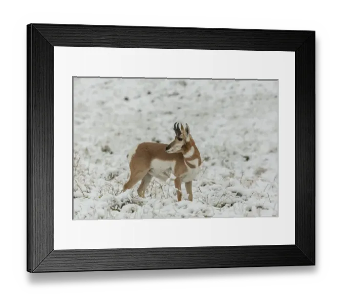 Framed Print : USA, South Dakota, Custer State Park. Pronghorn antelope in snow-covered field Framed Print : USA, South Dakota, Custer State Park. Pronghorn antelope in snow-covered field