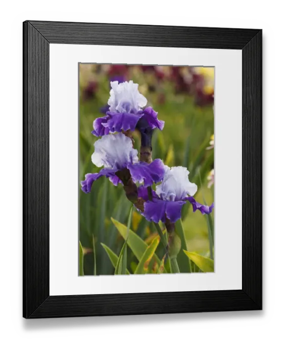 Framed Print : USA, Oregon, Keizer, Schreiners Iris Garden, cultivated iris Framed Print : USA, Oregon, Keizer, Schreiners Iris Garden, cultivated iris