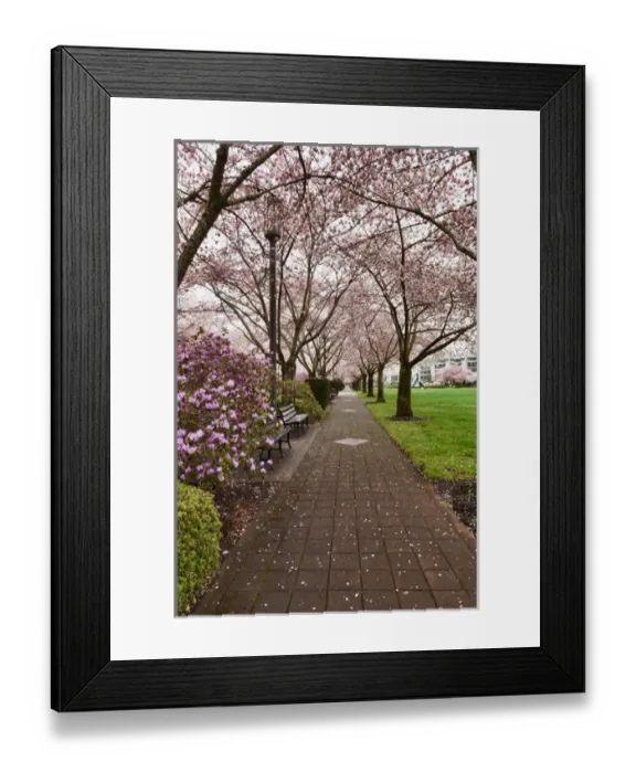 Framed Print : USA, Oregon, Salem, State Capitol State Park in early spring Framed Print : USA, Oregon, Salem, State Capitol State Park in early spring