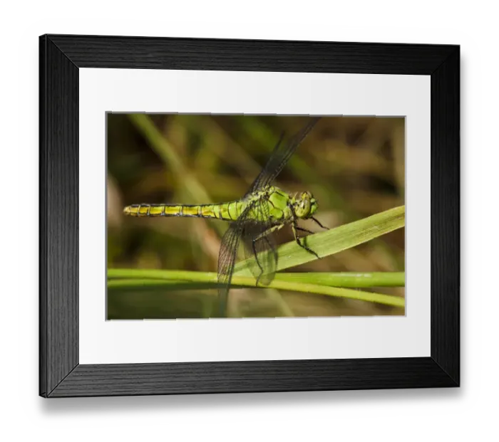 Framed Print : USA, Oregon, Albany, Freeway Ponds Park, a female Western Pondhawk (Erythemis collocata) Framed Print : USA, Oregon, Albany, Freeway Ponds Park, a female Western Pondhawk (Erythemis collocata)