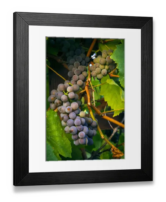 Framed Print : USA, Oregon, Keizer, Pinot Gris grapes