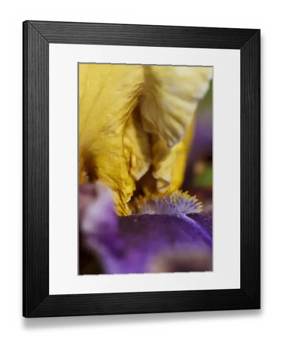 Framed Print : USA, Oregon, Keizer, Schreiners Iris Garden, cultivated iris Framed Print : USA, Oregon, Keizer, Schreiners Iris Garden, cultivated iris