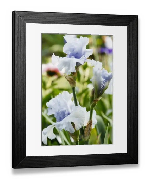 Framed Print : USA, Oregon, Keizer, Schreiners Iris Garden, cultivated iris Framed Print : USA, Oregon, Keizer, Schreiners Iris Garden, cultivated iris