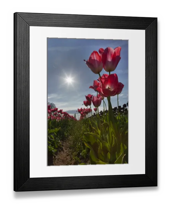 Framed Print : USA, Oregon, Woodburn, Wooden Shoe Tulip Farm, tulips at the tulip festival Framed Print : USA, Oregon, Woodburn, Wooden Shoe Tulip Farm, tulips at the tulip festival