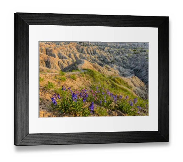 Framed Print : Penstemon wildflowers in Badlands National Park, South Dakota, USA