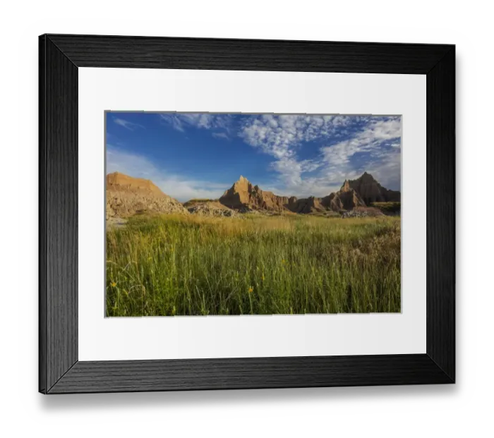 Framed Print : Yellow coneflowers in Badlands National Park, South Dakota, USA Framed Print : Yellow coneflowers in Badlands National Park, South Dakota, USA
