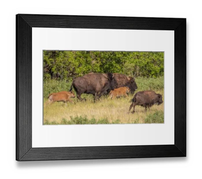 Framed Print : Bison herd with calves in Custer State Park, South Dakota, USA Framed Print : Bison herd with calves in Custer State Park, South Dakota, USA