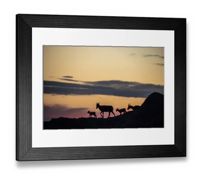 Framed Print : Bighorn ewes with lambs silhoutted against sunset sky in Badlands National Park, South Dakota Framed Print : Bighorn ewes with lambs silhoutted against sunset sky in Badlands National Park, South Dakota