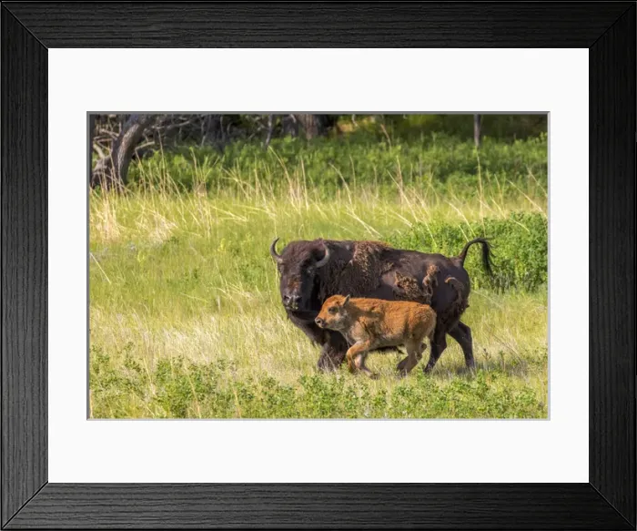 Framed Print : Bison herd with calves in Custer State Park, South Dakota, USA Framed Print : Bison herd with calves in Custer State Park, South Dakota, USA