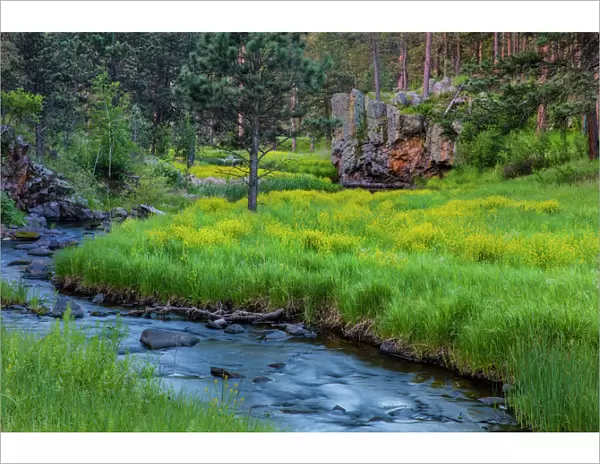 French Creek in the Black Hills of Custer State Park, South Dakota, USA