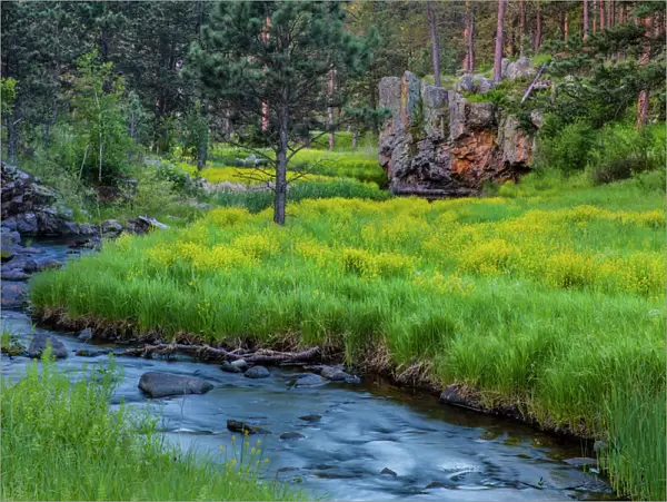 French Creek in the Black Hills of Custer State Park, South Dakota, USA