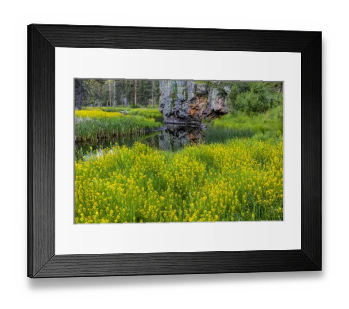 Framed Print : Sweet clover along French Creek in the Black Hills of Custer State Park, South Dakota